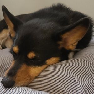 Meet your Posher, Will